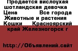 Продается вислоухая шотландская девочка › Цена ­ 8 500 - Все города Животные и растения » Кошки   . Красноярский край,Железногорск г.